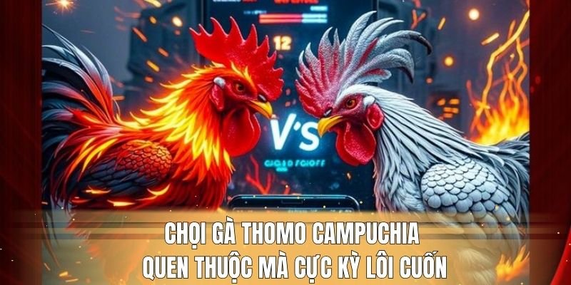 Chọi gà Thomo Campuchia quen thuộc mà cực kỳ lôi cuốn