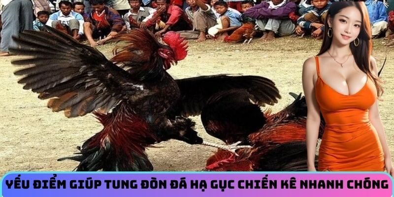 Yếu điểm giúp tung đòn đá hạ gục chiến kê nhanh chóng